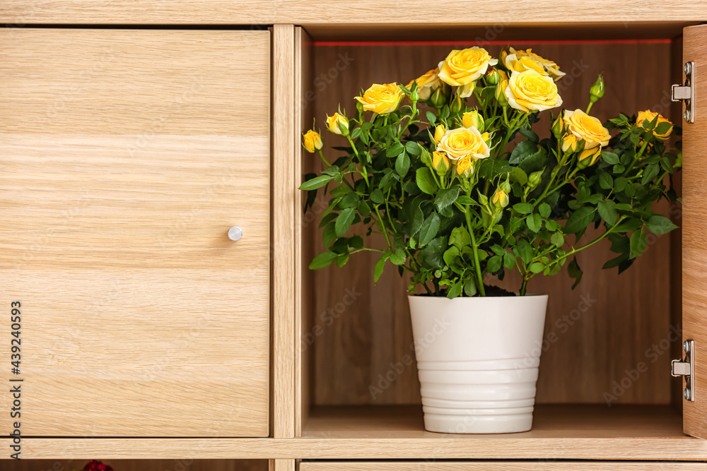 Fototapeta premium Beautiful yellow roses in pot inside drawer