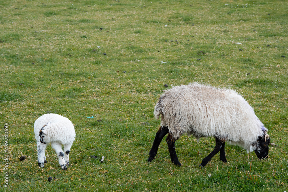 White sheep and small lamb in a green pasture field. Agriculture industry and farming concept. Live stock in natural environment White sheep and small lamb in a green pasture field. Agriculture industry and farming concept. Live stock in natural environment