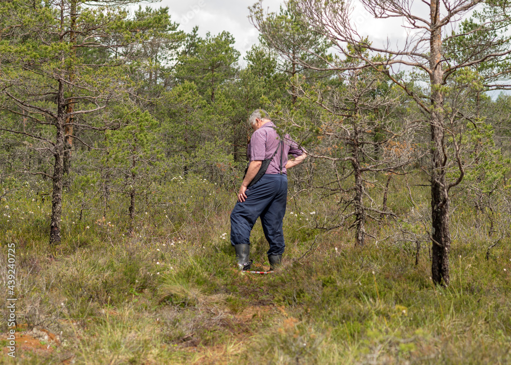 man enjoys swamp landscapes, hike in swamp with snowshoes, traditional mire plants, swamp background, bog texture man enjoys swamp landscapes, hike in swamp with snowshoes, traditional mire plants, swamp background, bog texture