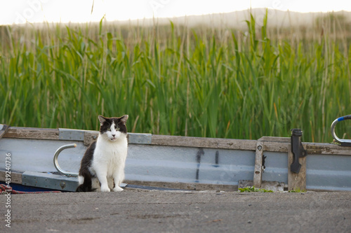 Black and white color cat by boat on a lake looking at the viewer, green tall grass in the background. Wild nature, beautiful animal.