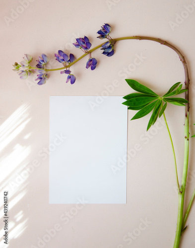 Fototapeta Naklejka Na Ścianę i Meble -  Greeting card, postcard, invitation card mock up on pastel background with violet summer flowers.