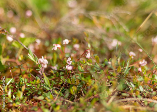 traditional bog plants, moss, lichens close-up, cranberry flowers, bog background, swamp texture © ANDA