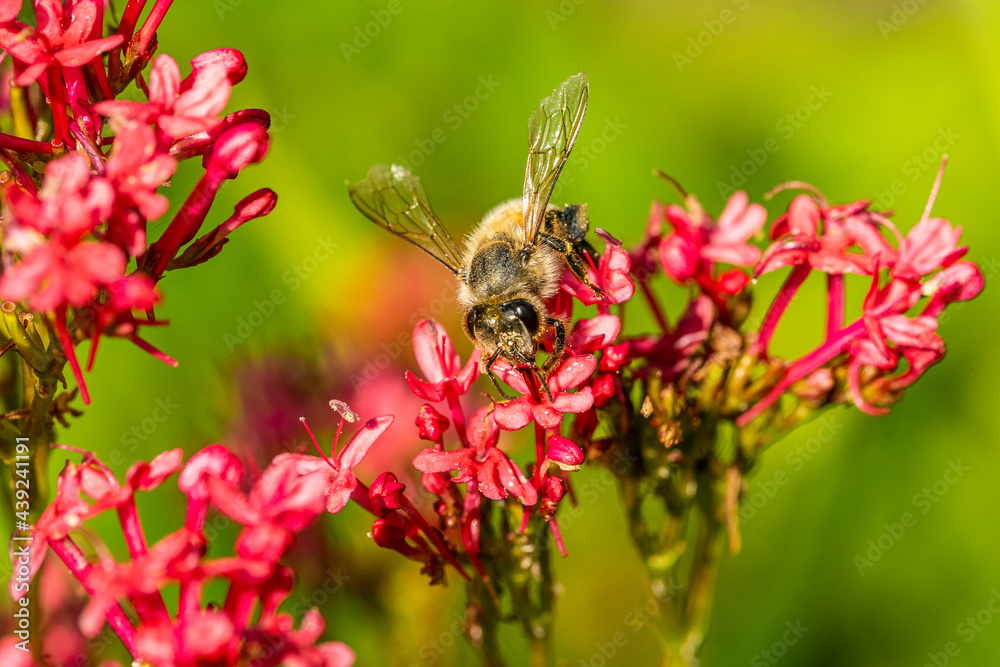 Garten Welten mit Bienen Spinnen Ameisen Blattläusen und Blumen Garten Welten mit Bienen Spinnen Ameisen Blattläusen und Blumen
