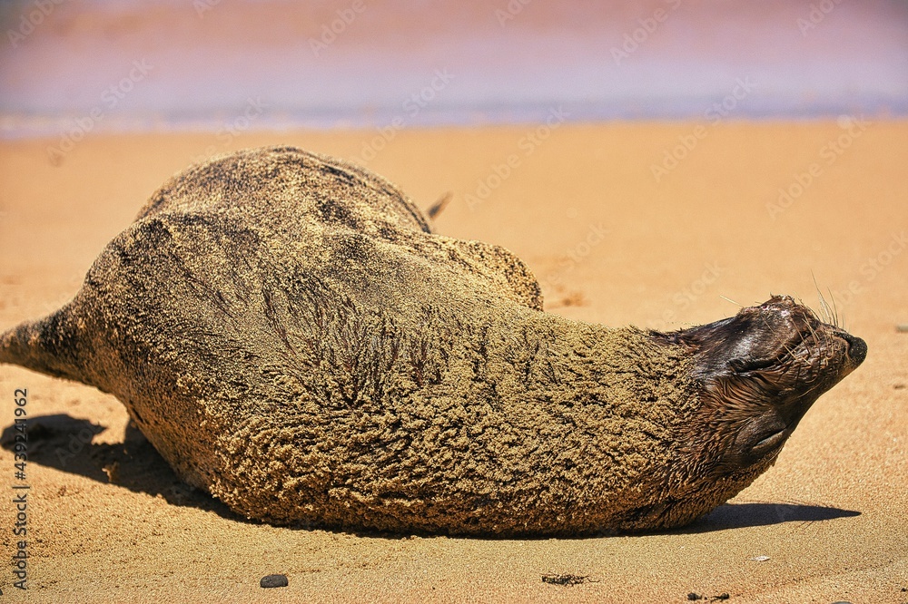 Australian Fur Seal, as seen basking in the sun on the beach on the Royal National Park, NSW, Australia Australian Fur Seal, as seen basking in the sun on the beach on the Royal National Park, NSW, Australia