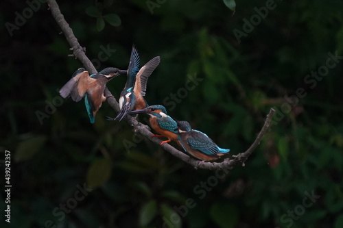common kingfisher family on the branch