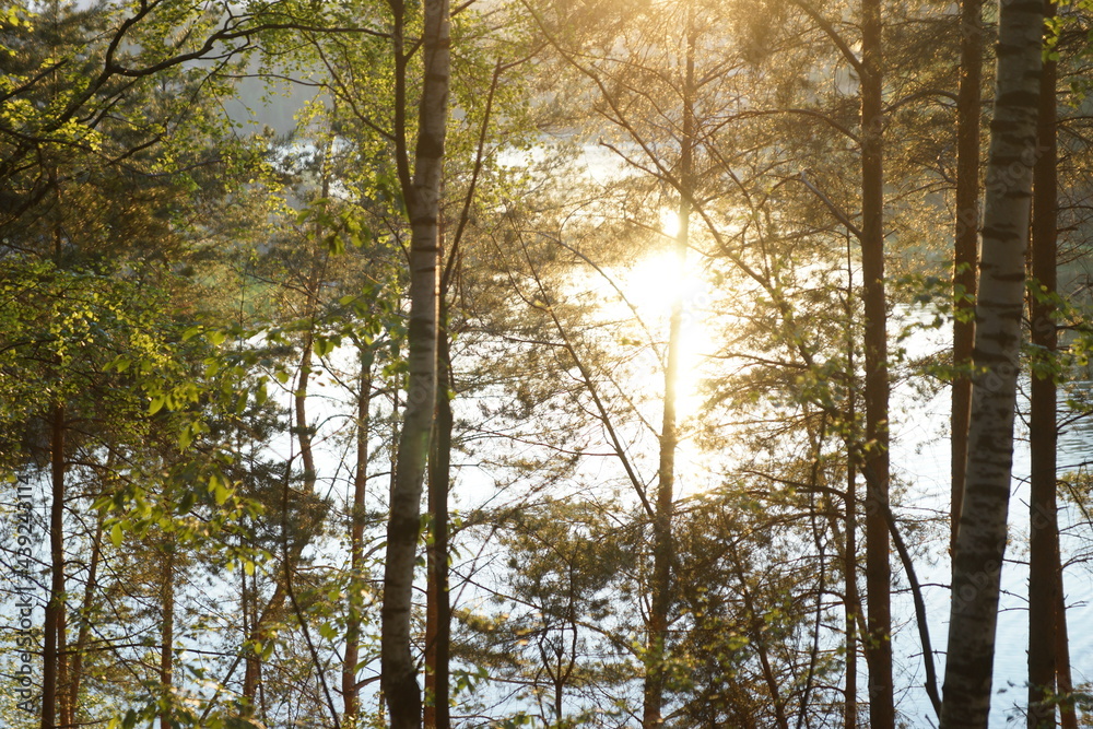 Fototapeta premium Forest in the evening in the setting sun