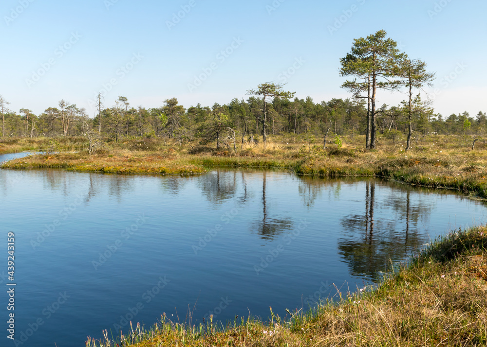 swamp landscape with blue sky and water, traditional swamp plants, mosses and trees, bog in summer
