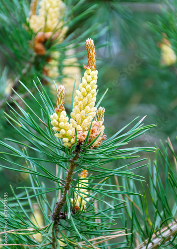 flowering pine bud on a natural green background, close-up view of a branch of pine flowering at the forest on sunny day, Pinus sylvestris