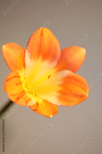 Orange flower blossom close up background clivia miniata family amaryllidaceae high quality big size print
