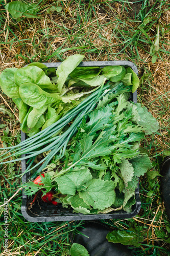 a box of fresh herbs for the salad. Lettuce, radishes, onions, and other crops. Organic farming