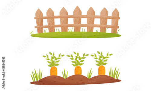Fence or Hedge and Garden Bed with Growing Carrot Crop Vector Set