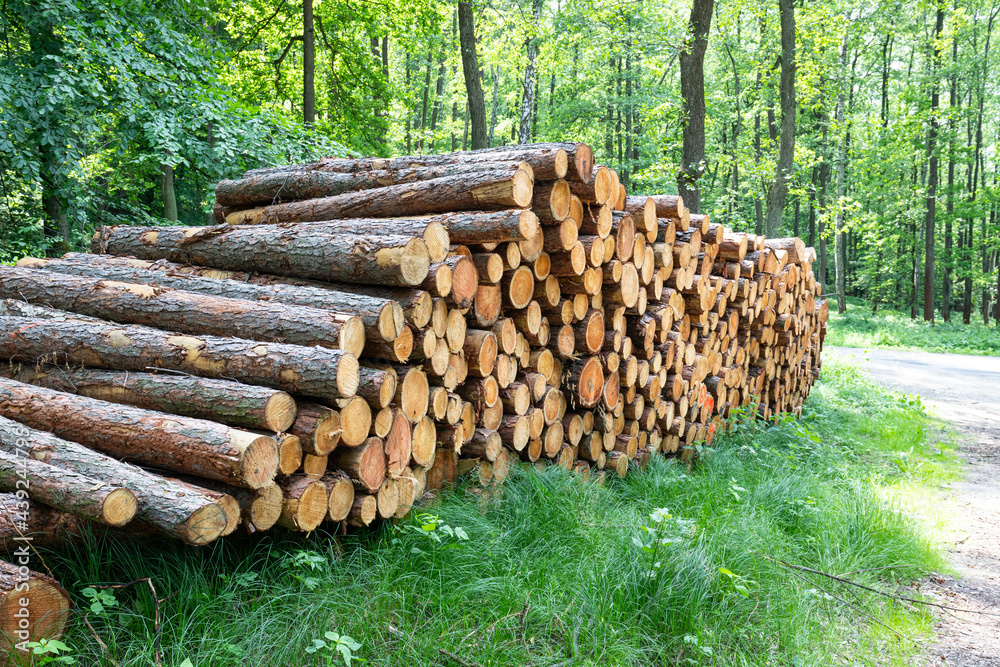 Drewno przygotowane do transportu. Wycinka w lesie.