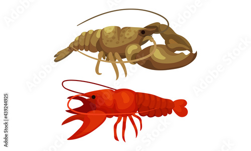 Lobster as Large Marine Crustacean with Muscular Tail and Claw Pair Vector Set