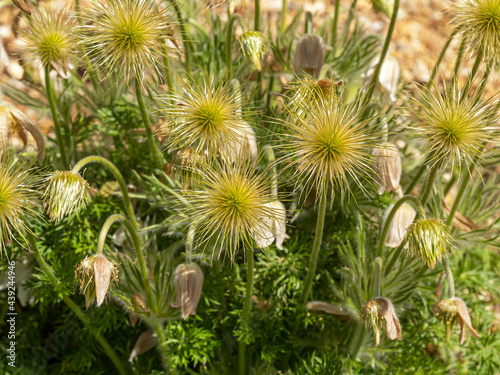 Pasque flower seed heads in a garden