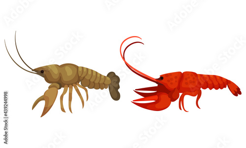 Lobster as Large Marine Crustacean with Muscular Tail and Claw Pair Vector Set