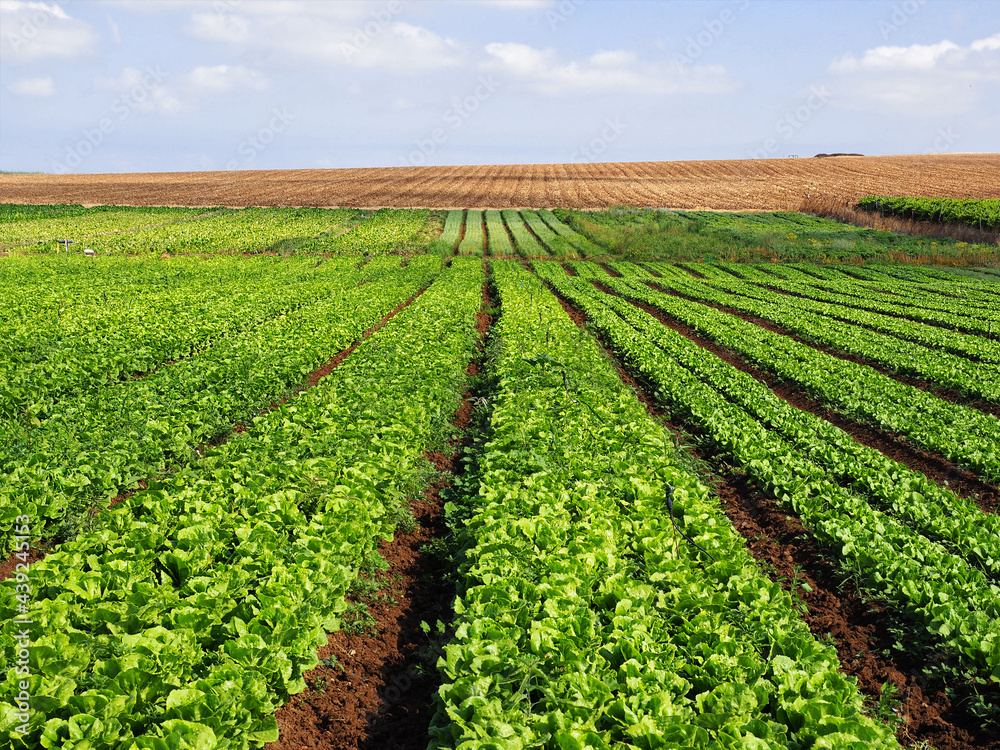 Fresh lettuce field in Israel