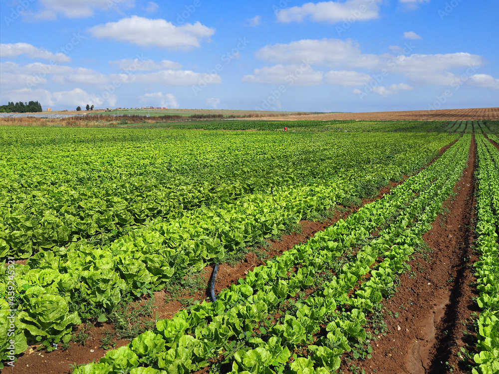 Lettuce field in Israel