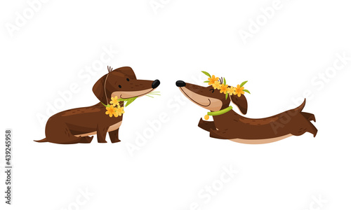 Cute Dachshund Character with Long Body and Collar Wearing Floral Wreath and Running Vector Set