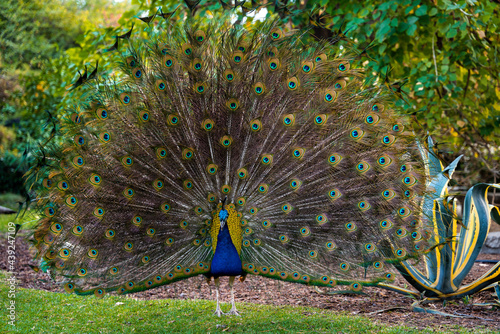 peacock with feathers out