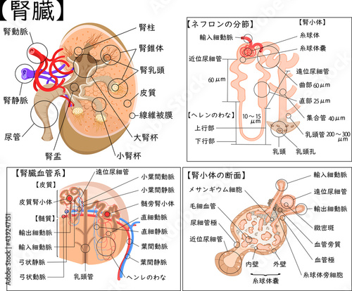 腎臓構造　日本語 photo
