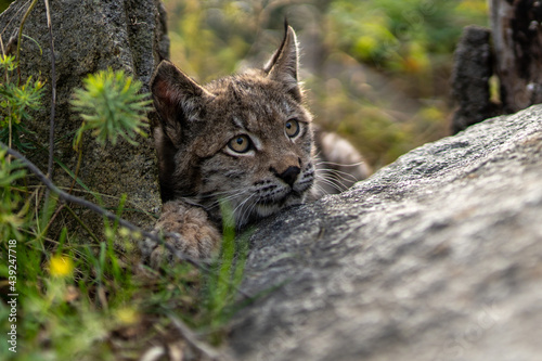 Photography Lynx in green forest with tree trunk