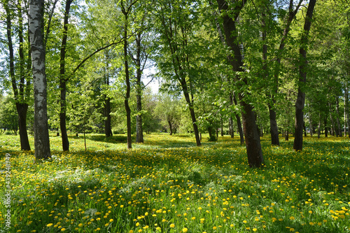 Beautiful spring landscape. Park with old trees, green grass and dandelions