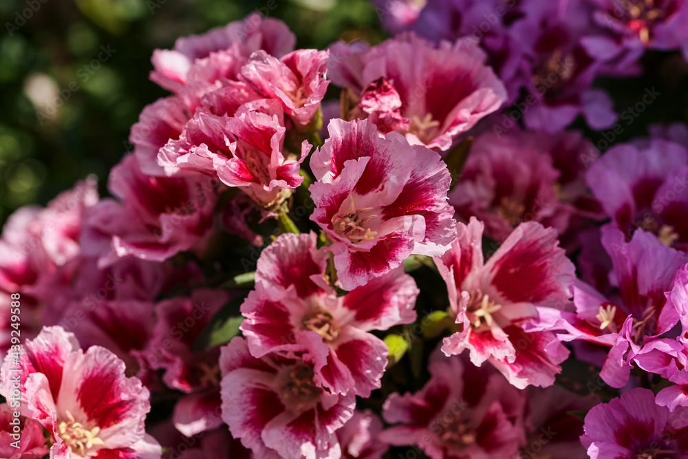 beautiful colorful flowers and green leaves on a flower bed in a summer garden. pink red flowers close up on blurred background beautiful colorful flowers and green leaves on a flower bed in a summer garden. pink red flowers close up on blurred background