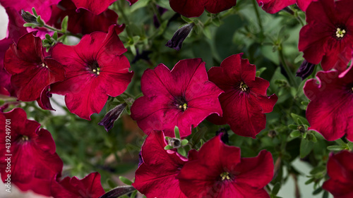 panoramic floral banner. dark pink petunia flowers and green leaves. natural summer background. selective focus