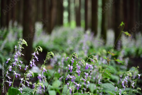 Calanthe reflexa, flower bed in forest photo