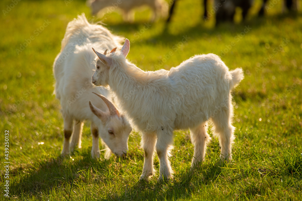 Obraz premium a herd of white goats grazing in the mountain meadow