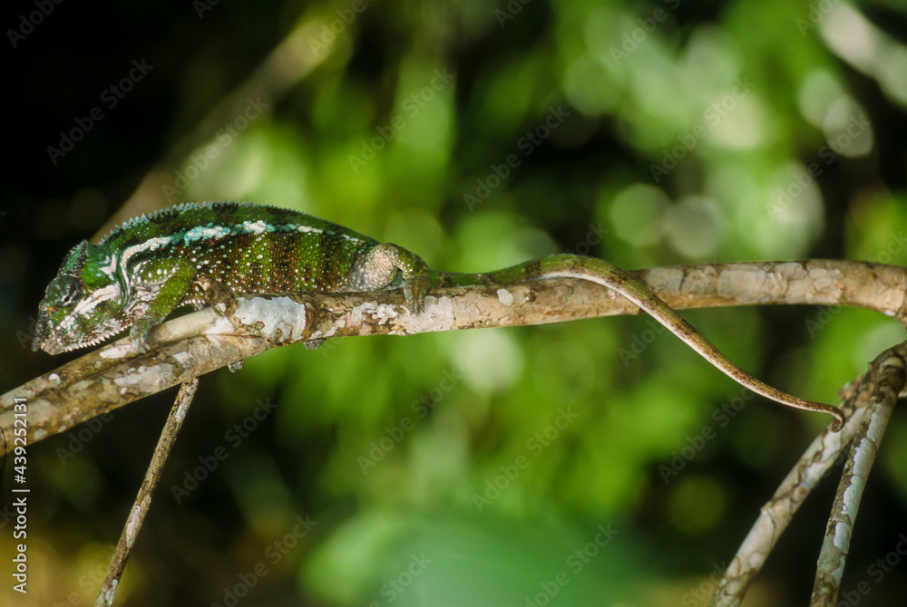 Cameleon panthere,  furcifer pardalis, Madagascar
