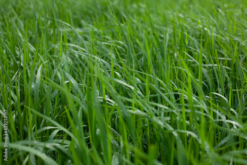Wet green grass. Wet plant texture.