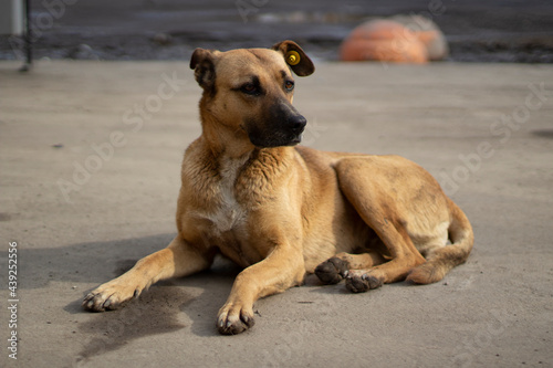 A stray dog lies on the street. An abandoned animal is waiting for its owner.