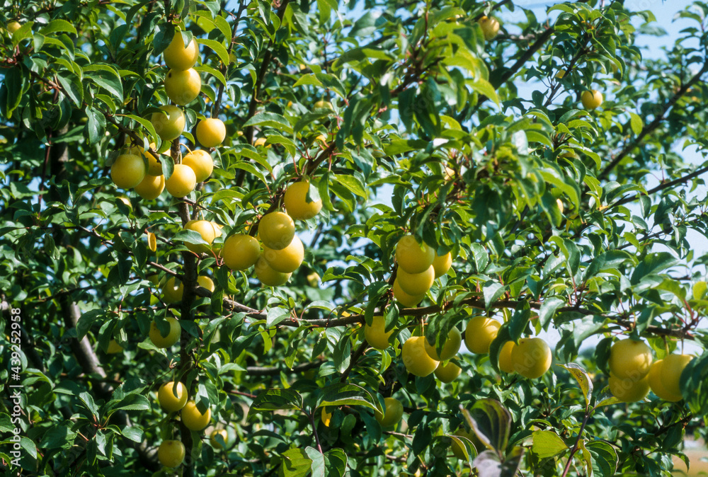 Prunier, Prune, Prunus domestiva, variété Mirabelle de Nancy