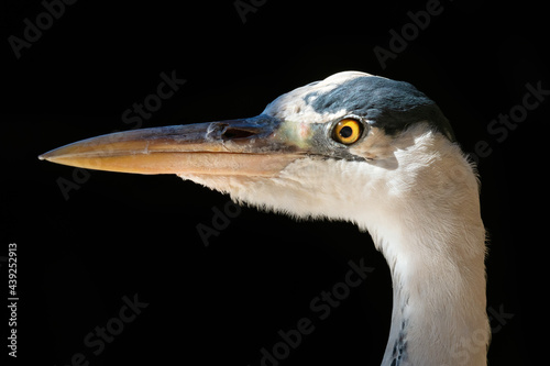 Close-up portrait of a Grey Headed Heron. photo