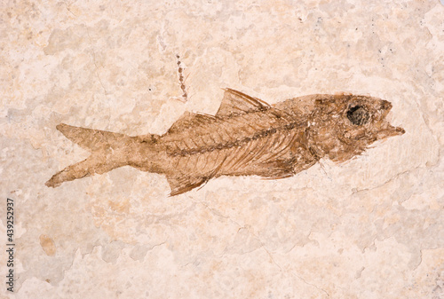 Fossile, poisson, dapalis macrurus photo