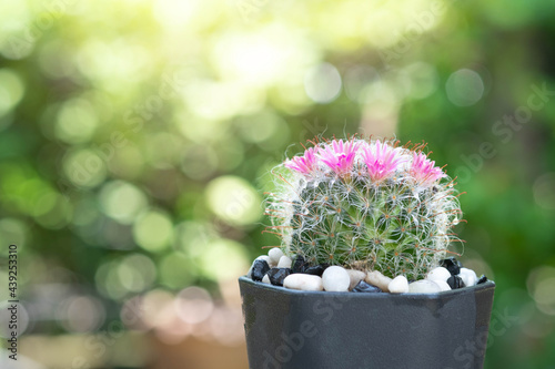 A cactus and pink flower in a pot with nature bokeh background. Mammillaria bocasana. photo