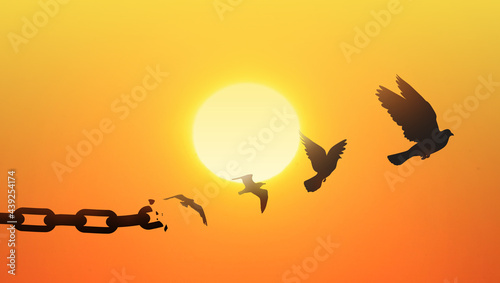 Concept of Freedom with chains breaking and turning into a free dove that flies away at sunset. Liberty Concept 