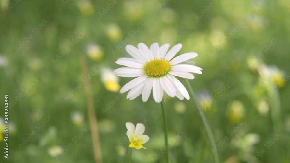 Wild chamomile flower close-up on a blurred background, blooming daisy in the meadow summer background Wild chamomile flower close-up on a blurred background, blooming daisy in the meadow summer background