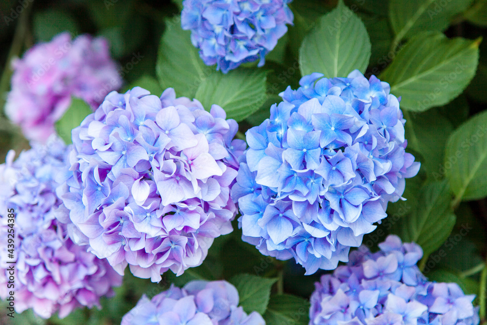Hydrangea flowers. Blue, lilac, violet, purple bushes blooming in spring and summer Hydrangea flowers. Blue, lilac, violet, purple bushes blooming in spring and summer