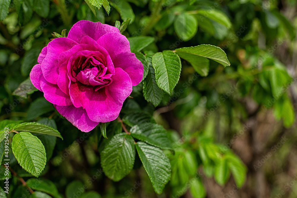Fuchsia rose and green leaves. Copy space. Fuchsia rose and green leaves. Copy space.