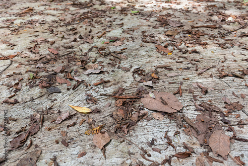 An image of a leaf that is falling along the ground