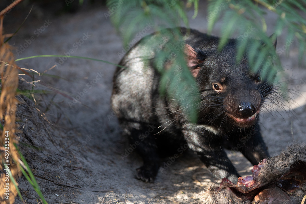 Fototapeta Tasmanian Devil (Sarcophilus harrisii).