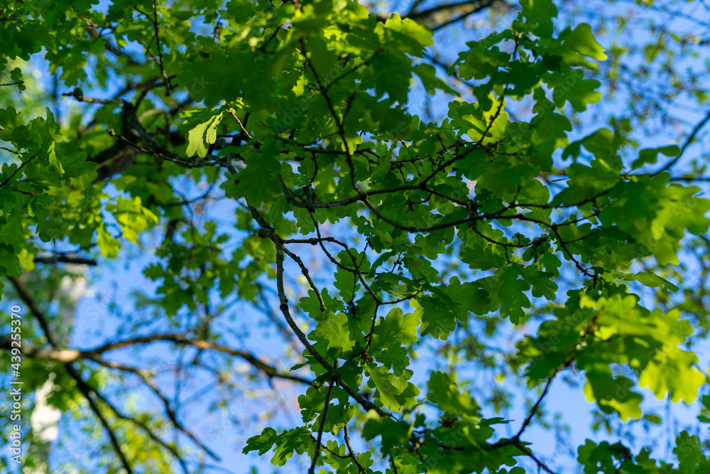 Green oak leaves on a blue sky background