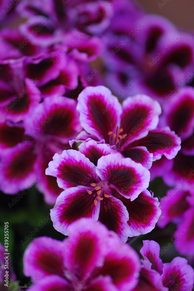 Naklejka premium PELARGONIUM, GERANIOS FUCSIA