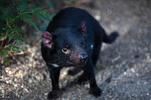 Tasmanian Devil (Sarcophilus harrisii).  © Grantat