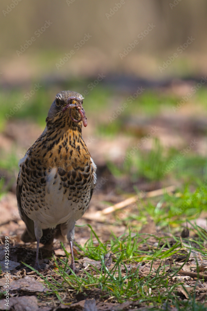 The fieldfare eats an earthworm while sitting on the ground. Hunting bird. The fieldfare looking for food in early spring day. The fieldfare eats an earthworm while sitting on the ground. Hunting bird. The fieldfare looking for food in early spring day.