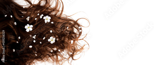 Long beautiful hair of a brunette on a white background, decorated with natural flowers. Place for your text. Flat lay.