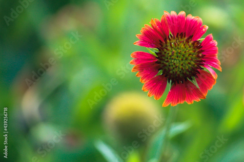 red dahlia flower