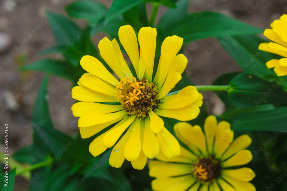 yellow flower in the garden yellow flower in the garden